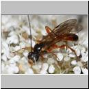 Phobetes atomator - Schlupfwespe m01b -8-9mm - OS-Hasbergen Lehmwiese det06.jpg